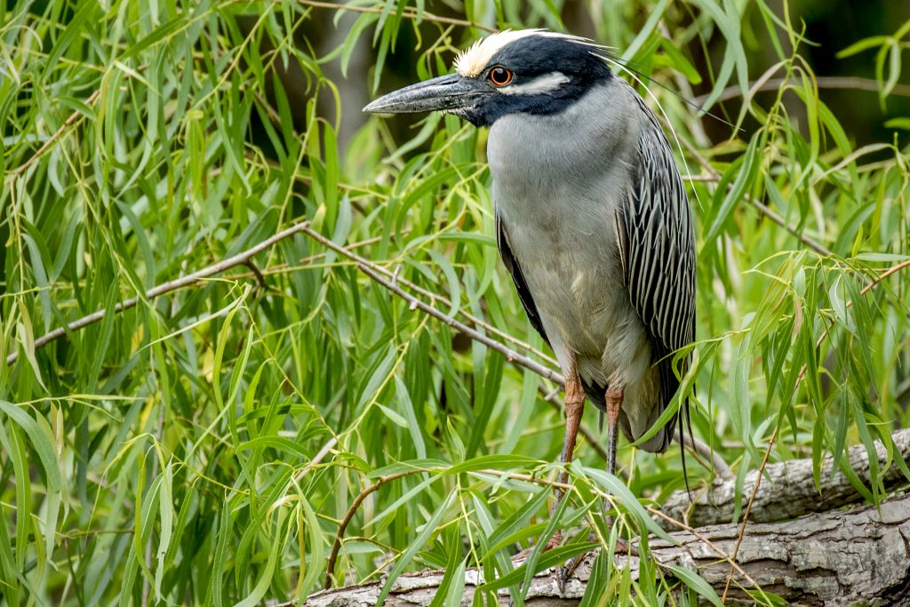 A bird hiding in the long grass in the wetlands