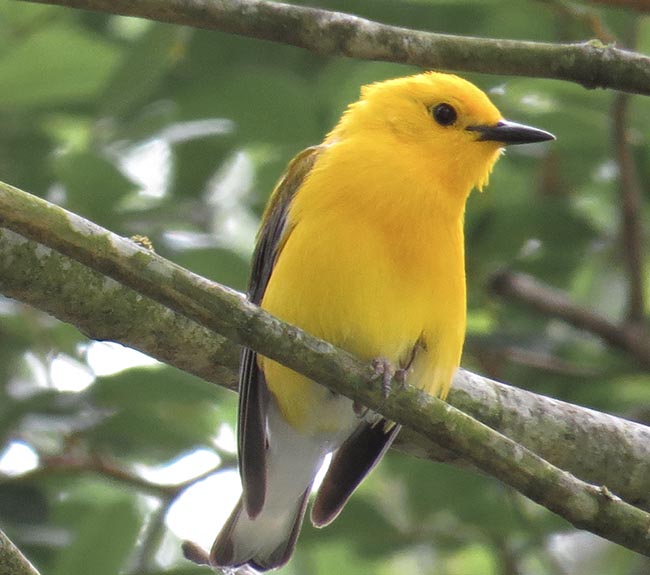 prothonotary warbler, bright yellow, on a branch