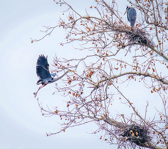 Two large birds in a tree