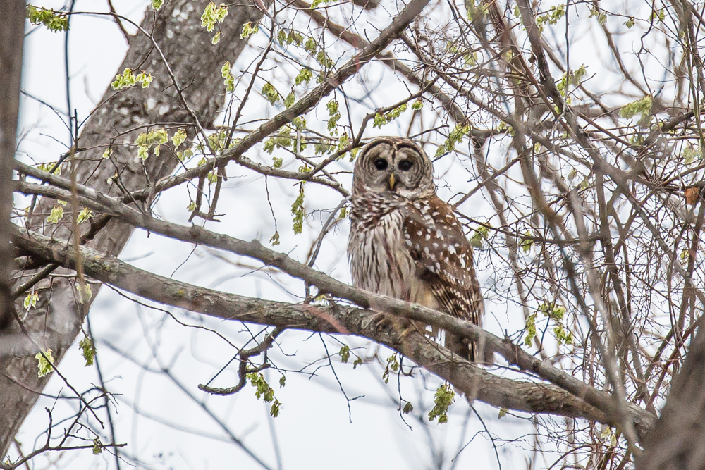 a barred owl sitting on a branch looking at the camera