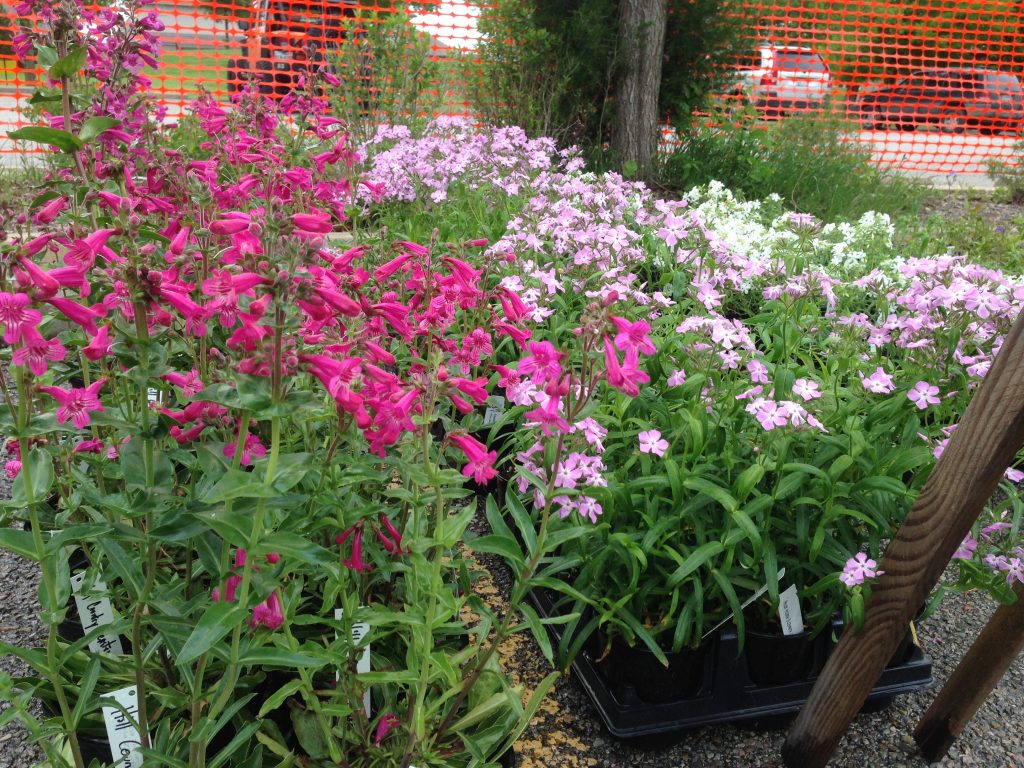 light pink and deep pink flowers