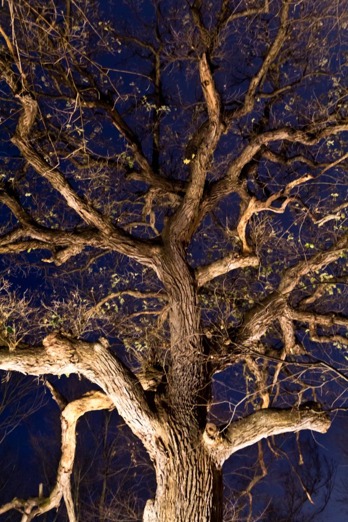 tree at night