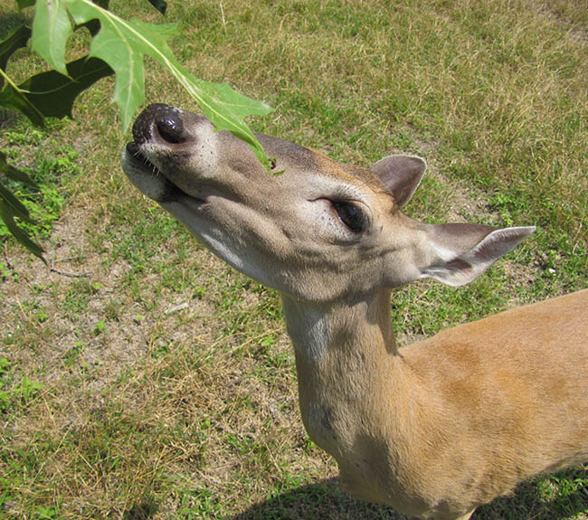 A baby deer smelling a leaf that is hanging from a tree