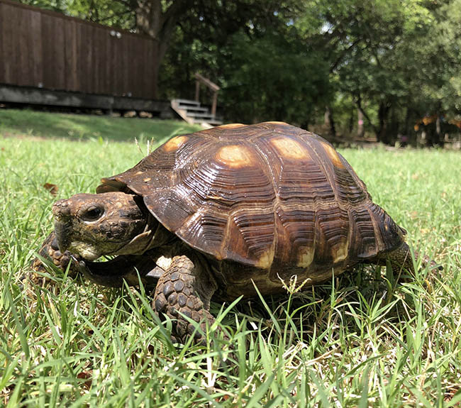 a tortoise walking through the grass at Heard Natural Science Museum & Wildlife Sanctuary