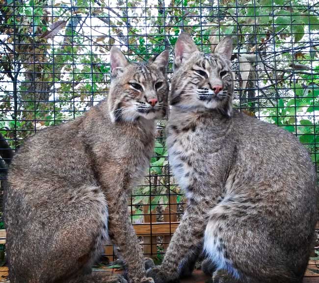 bobcats sitting together in their enclosure