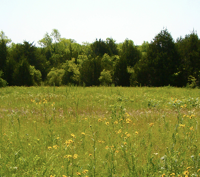 The prairie with wildflowers and evergreen trees lining the back