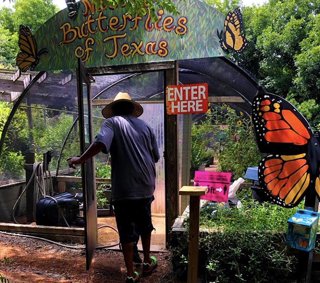 Native Texas Butterfly House