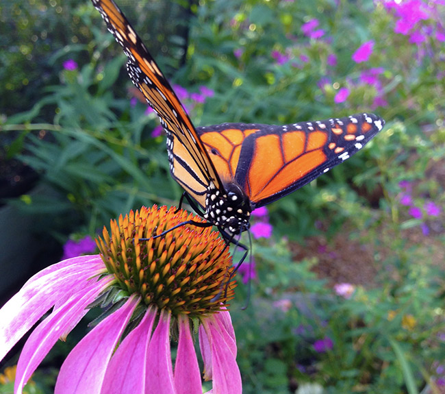 A butterfly on a flower