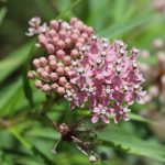 Milkweed for Monarch Butterflies at the Spring Native Plant Sale fundraising event 