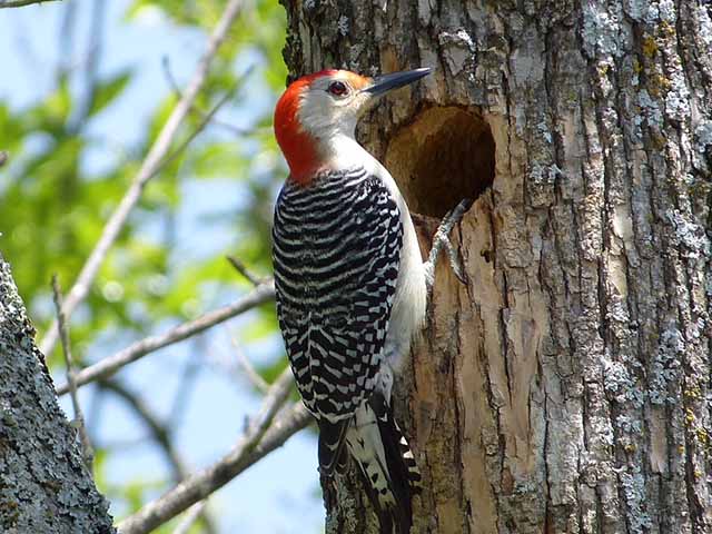 A Woodpecker resting on a tree, making a hole