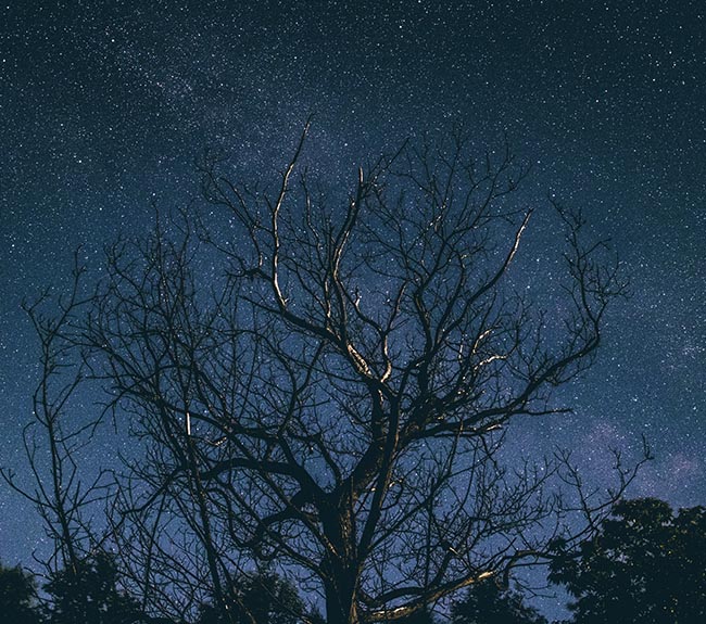 tree at night