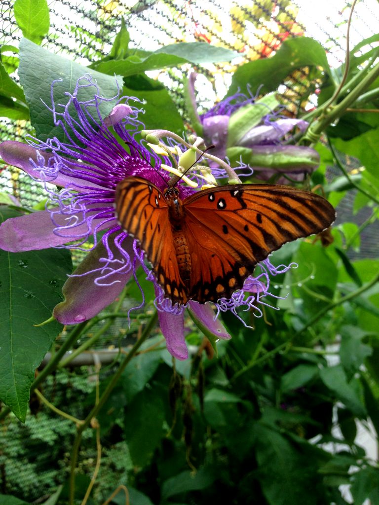 Native Texas Butterfly