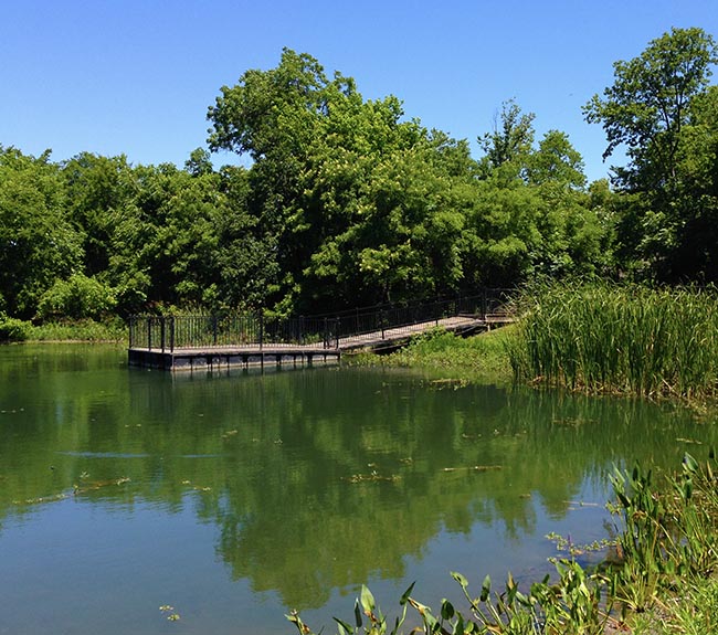 Pond at Heard