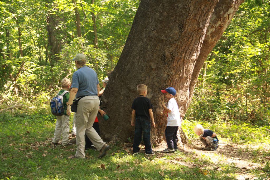children looking at the large sycamore tree