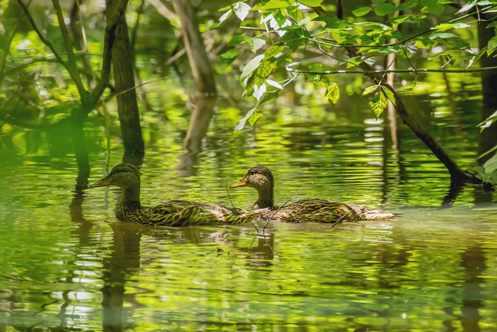 Two ducks swimming together through the wetlands