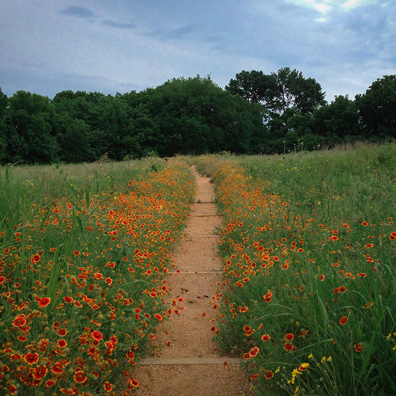 A trail leading into a wooded area