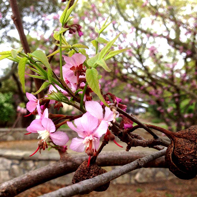 Beautiful pink flower blooming in the native plant garden