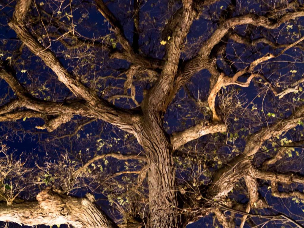 Large beautiful tree at night