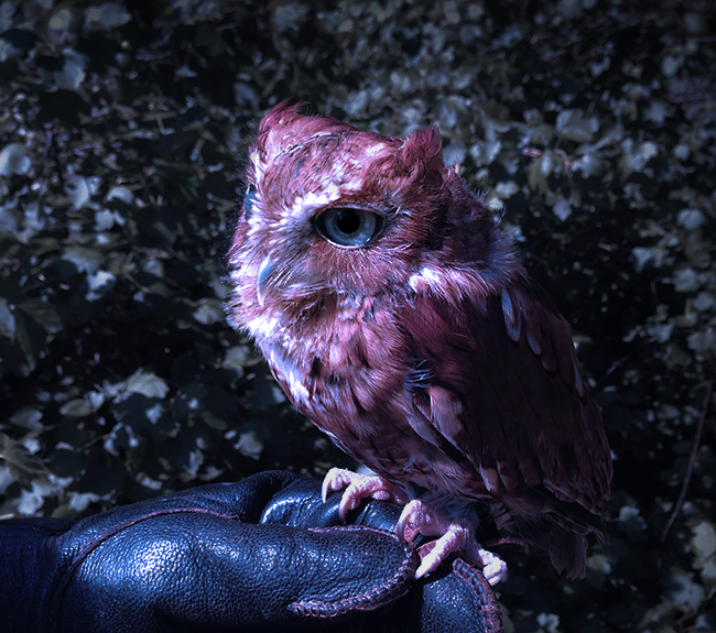 An owl perched on a hand