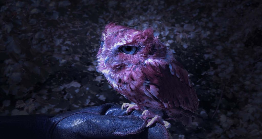 Small owl resting on the glove of an animal care specialist