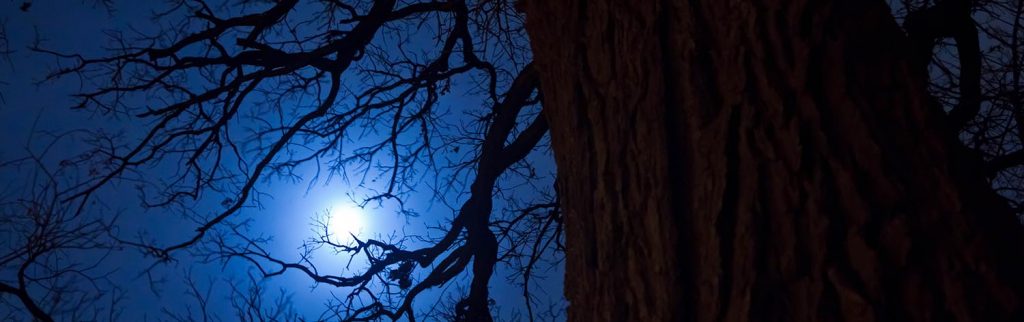 The moon obscured by branches in the foreground