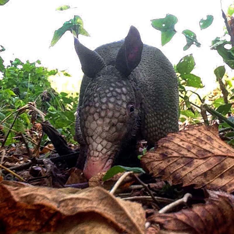 An armadillo crawling through the foliage