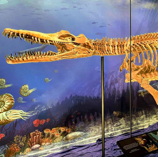 Texas Nessie Plesiosaur