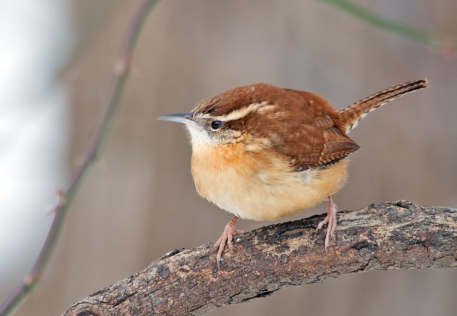 2nd Saturday Bird Walk