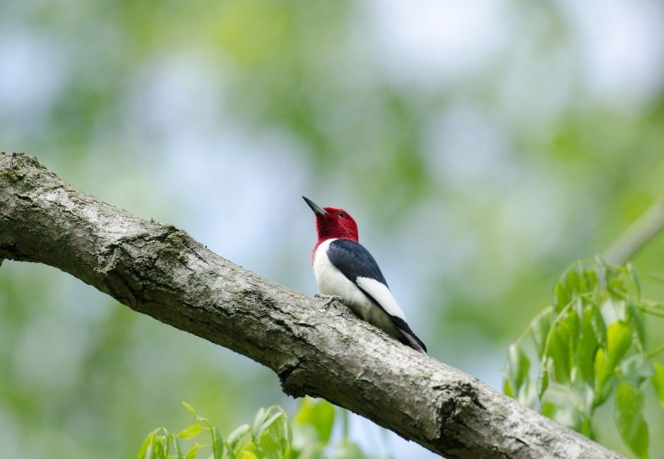 Second Saturday Bird Walk