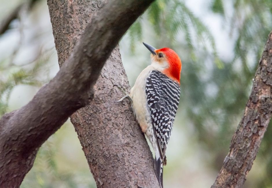 2nd Saturday Bird Walk