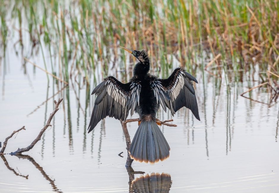 Second Saturday Bird Walk