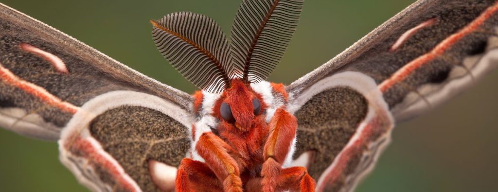 Magical Moth Night